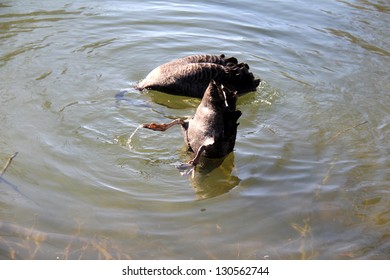 black swans diving