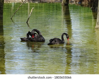black swans floating in a green pond
