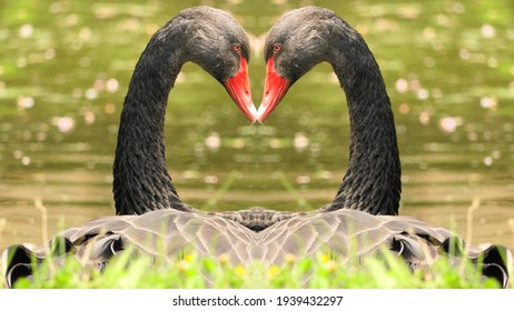 Black Swans Mirrored, Black Swan Event 2021 