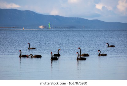 Black Swans On The Calm, Early Morning Waters Of Corner Inlet With The Mountains Of Wilsons Promontory National Park In The Distance. Victoria, Australia.