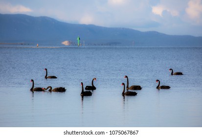 Black Swans On Calm Waters In The Early Morning Light At Corner Inlet, Victoria, Australia, With Wilsons Promontory National Park In The Background