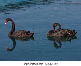 Two Black Swans Images, Stock Photos Vectors