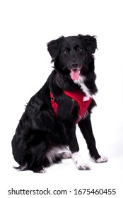 Black Sweet Mutt Dog With Tounge