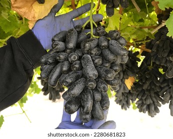 Black sweet sapphire grapes, sweet and crunchy with a background of green foliage in the vineyards of Victoria state, Australia. grapes, table grapes