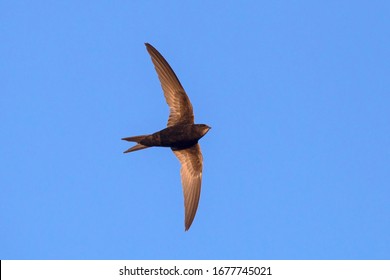 7,078 Swifts flight Images, Stock Photos & Vectors | Shutterstock