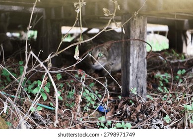 Black tabby cat looking at camera with green eyes under a shelter covered with wilted grass.