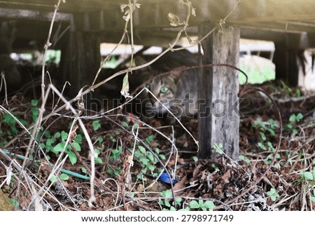 Black tabby cat looking at camera with green eyes under a shelter covered with wilted grass.