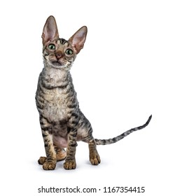 Black Tabby Cornish Rex Kitten Standing Stock Photo 1167354415 ...