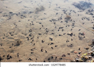 Black Tadpoles In A Pond