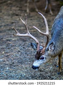 Black Tail Buck In Eldorado National Forest