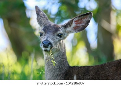 Black Tail Deer