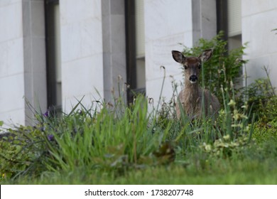 A Black Tail Deer Between Grass And Building 