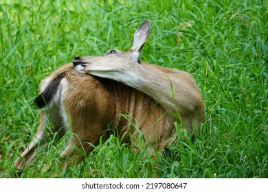 Black Tail Deer Stretching To Get An Itch!