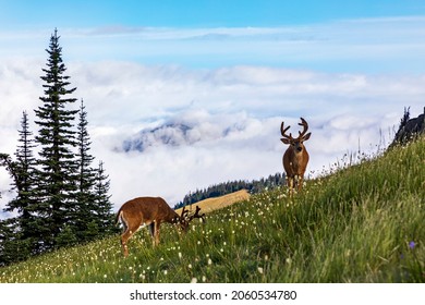 Black Tailed Deer Meandering Along Hurricane Ridge Trail In Olympic National Park In Washington.