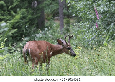 A Black Tailed Deer With Young Antlers Wanders Through A Meadow Of Tall Grass And Wildflowers. 