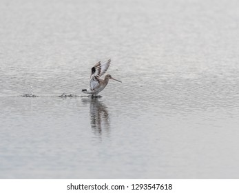 Black Tailed Godwit