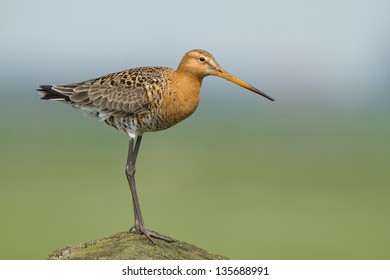 Black Tailed Godwit