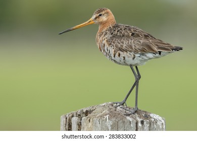 Black Tailed Godwit 