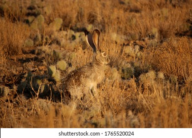 Black Tailed Jack Rabbit In Sagebrush In The Desert In Mosca, CO