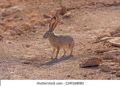 Black Tailed Jackrabbit In The Desert Of Ash Meadows National Wildlife Refuge In Nevada