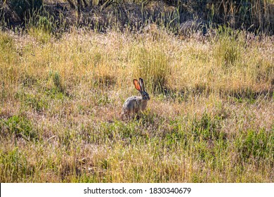 A Black Tailed Jackrabbit Sits In The Brush Along Johnson Canyon Road In Kane County, Utah.