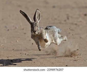 Black tailed jackrabbit waving goodbye!