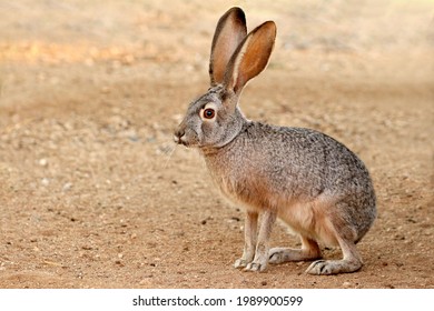 Black tailed jackrabbit with wet face after drinking water