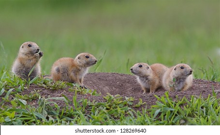 305 Arizona black tailed prairie dog Images, Stock Photos & Vectors ...