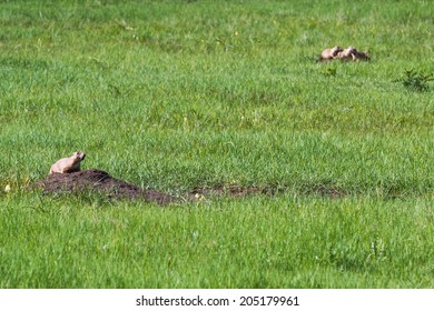 Black Tailed Prairie Dog Calling Out To Advise His Frieda Of A Possible Predator