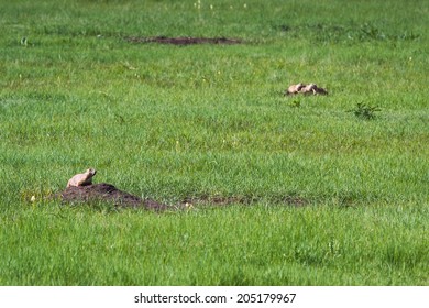 Black Tailed Prairie Dog Calling Out To Advise His Frieda Of A Possible Predator