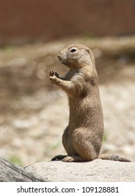 Black Tailed Prairie Dog Eating