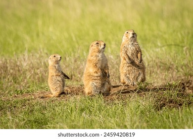 Black Tailed Prairie Dog Family around Den - Powered by Shutterstock