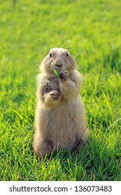 Black Tailed Prairie Dog Feeding