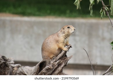 Black Tailed Prairie Dog On Branch