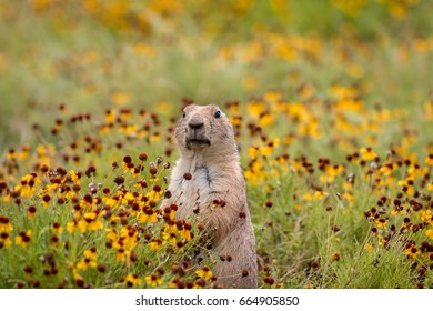 Black Tailed Prairie Dog. Wichita Mountains, Oklahoma