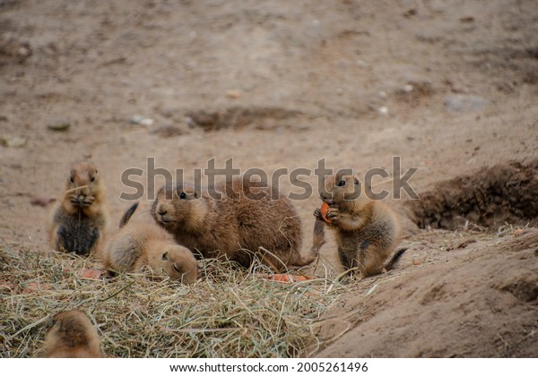 Black tailed prairie dogs eating\
carots. Cynomys ludovicianus. Ground squirrels in a\
zoo