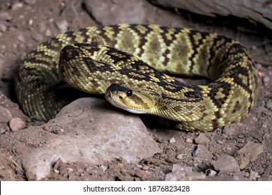 Black Tailed Rattlesnake Coiled On Dirt Ground Up Close Low Angle View.  