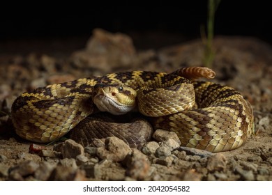 Black Tailed Rattlesnake (Crotalus Molossus)