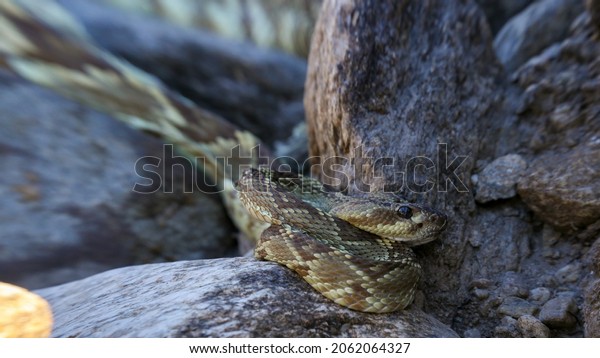 Black tailed rattlesnake, Crotalus molossus, seeking out\
warmth from rocks heated by the sun. A beautiful snake, this\
venomous pit viper has olive green and brown markings with a black\
tail. 