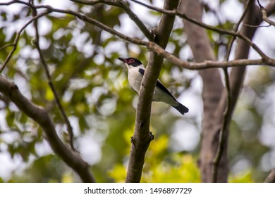 17 Black Tailed Tityra Images, Stock Photos & Vectors | Shutterstock