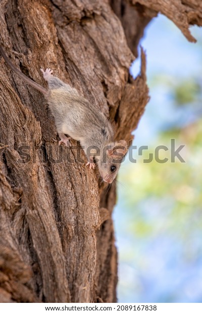 Black tailed tree rat in\
the Kgalagadi