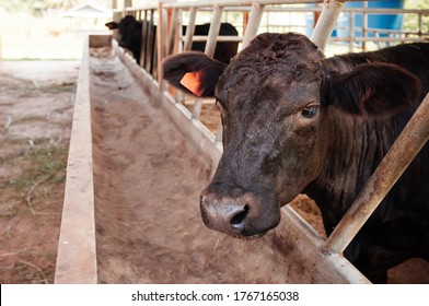 Black Tajima Cattle Cow - Beef Cow Farm In Phu Phan, Sakon Nakhon - Thailand. Using Wagyu Cattle Breed From Japan