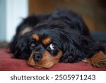 Black and tan Cavalier King Charles Spaniel