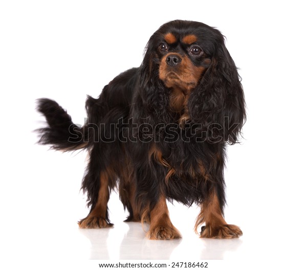 black and tan king charles puppy
