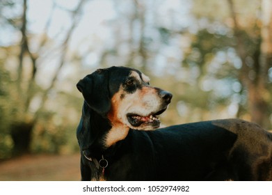 Black And Tan Coonhound Dog