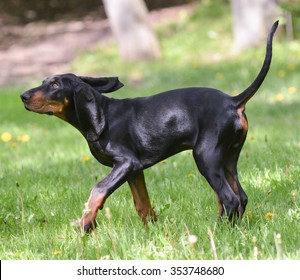 Black And Tan Coonhound On The Grass