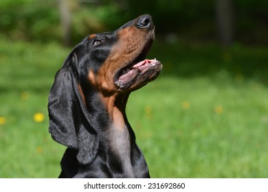 Black And Tan Coonhound Portrait Outdoors