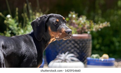 Black And Tan Coonhound Puppy