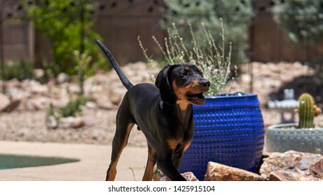 Black and Tan Coonhound Puppy 