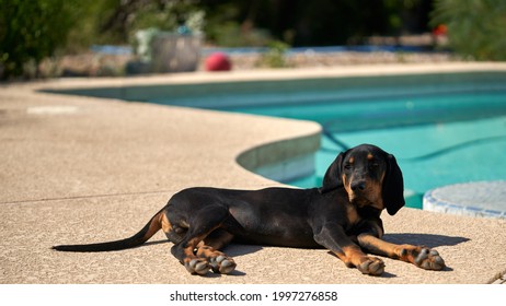 are black and tan coonhounds lazy